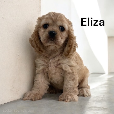 puppy, for, sale, Cocker Spaniel, Joe & Cherri  Overlease, dog, breeder, Miller, MO, dog-breeder, puppy-for-sale, forsale, nearby, find, puppyfind, locator, puppylocator, aca